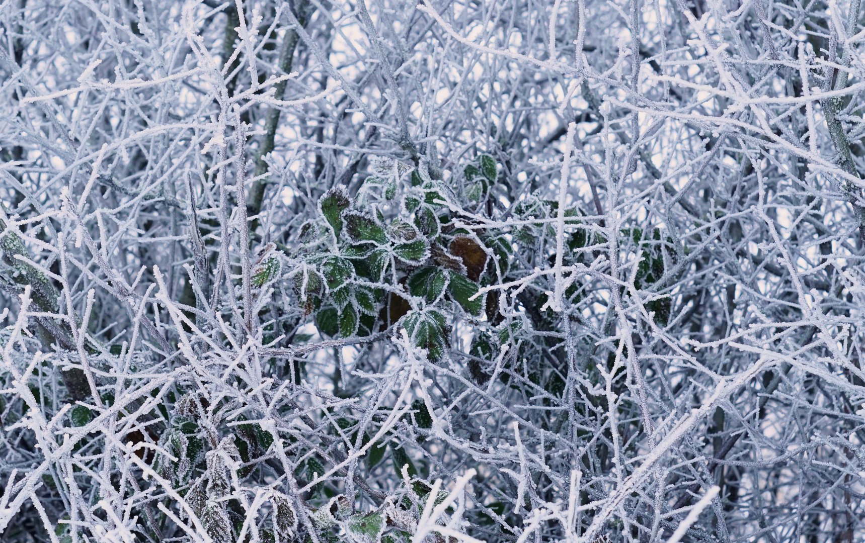 etwas grün im frostigen Geäst