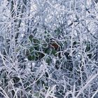 etwas grün im frostigen Geäst