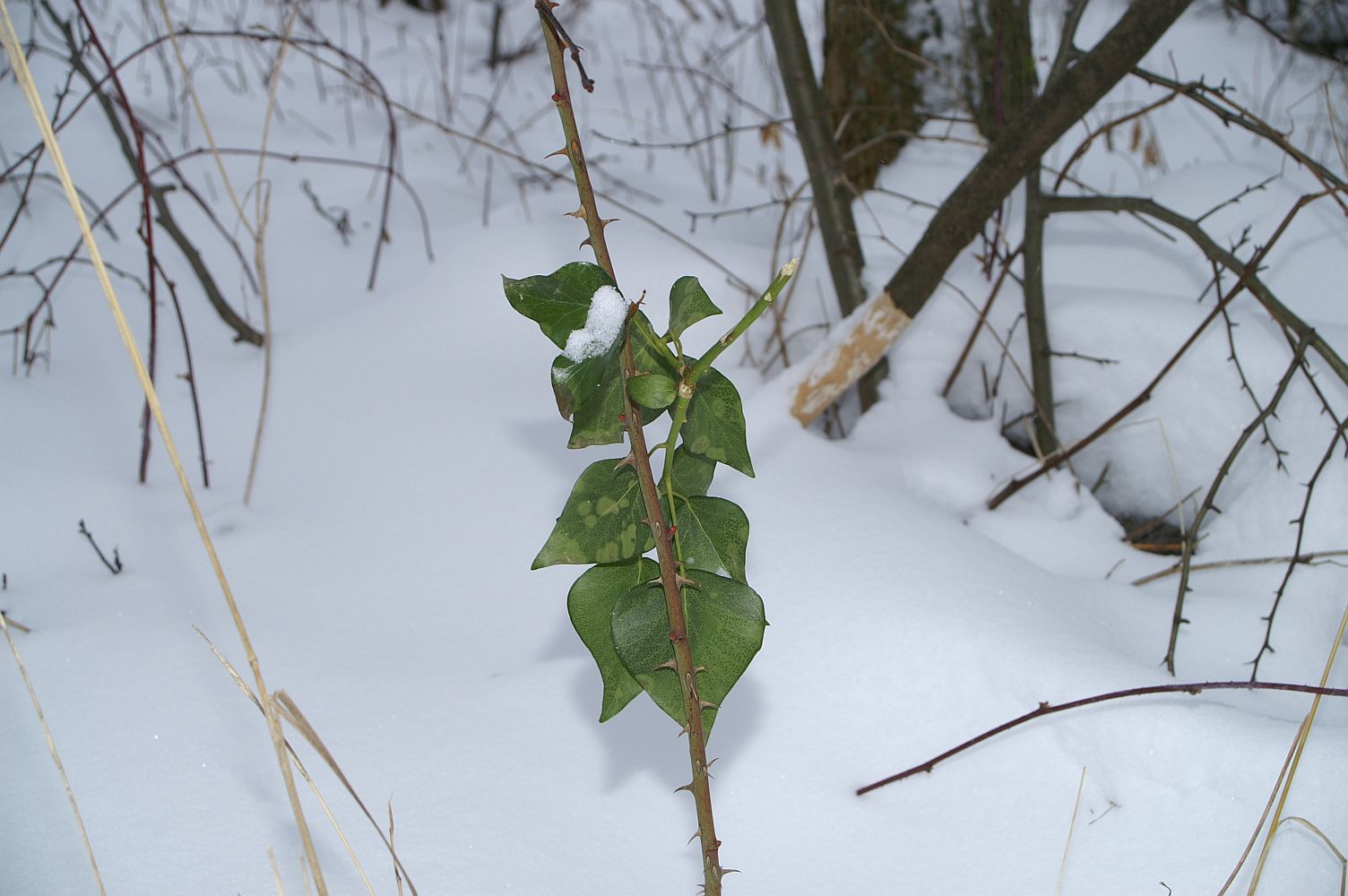 etwas grün im Schnee