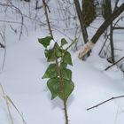 etwas grün im Schnee