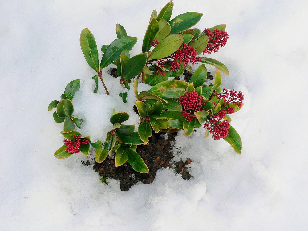 Etwas Grün im Schnee!