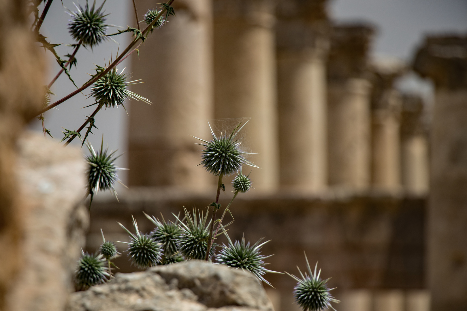 Etwas Grün in Jerash Jordanien