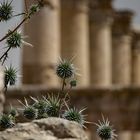 Etwas Grün in Jerash Jordanien