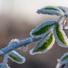 etwas grün und Licht