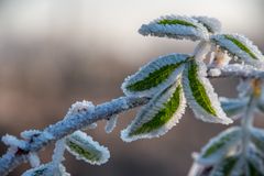 etwas grün und Licht