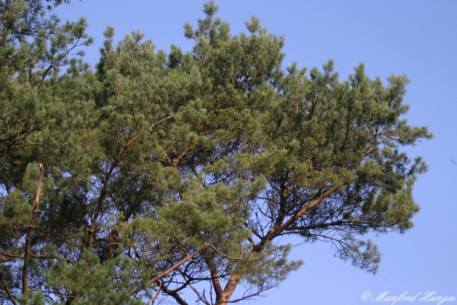 Etwas "grünes" unter "blauem Himmel" im Februar