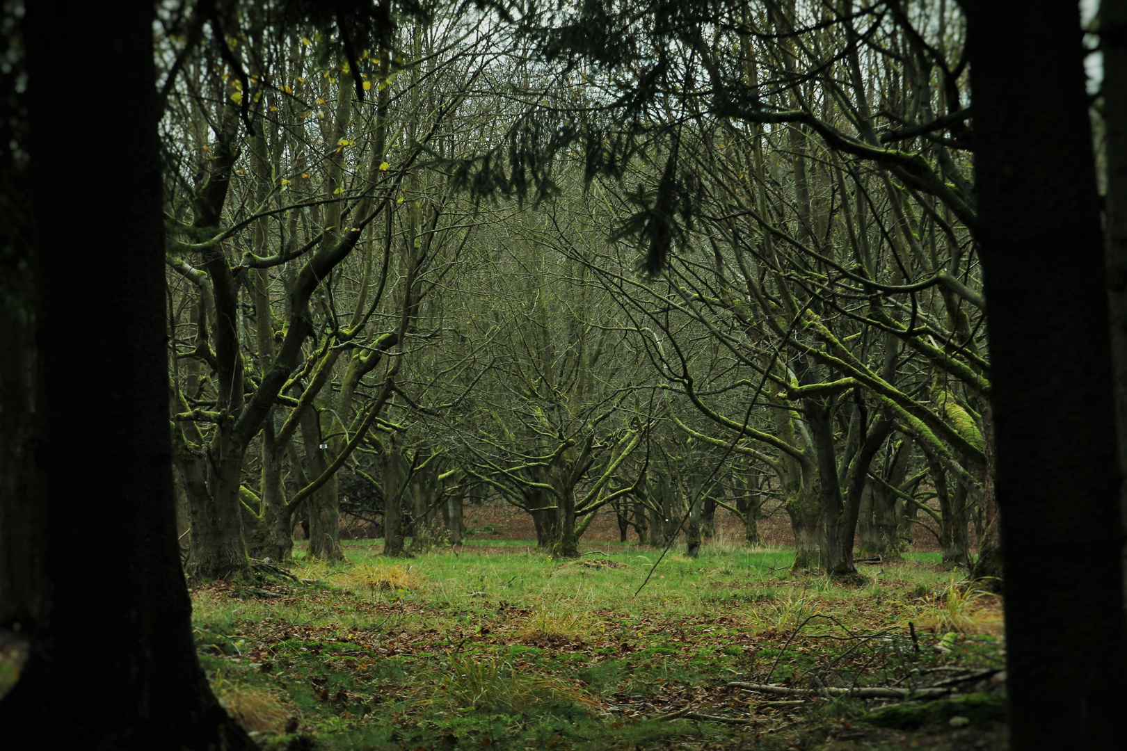 Etwas gruseliger Wald