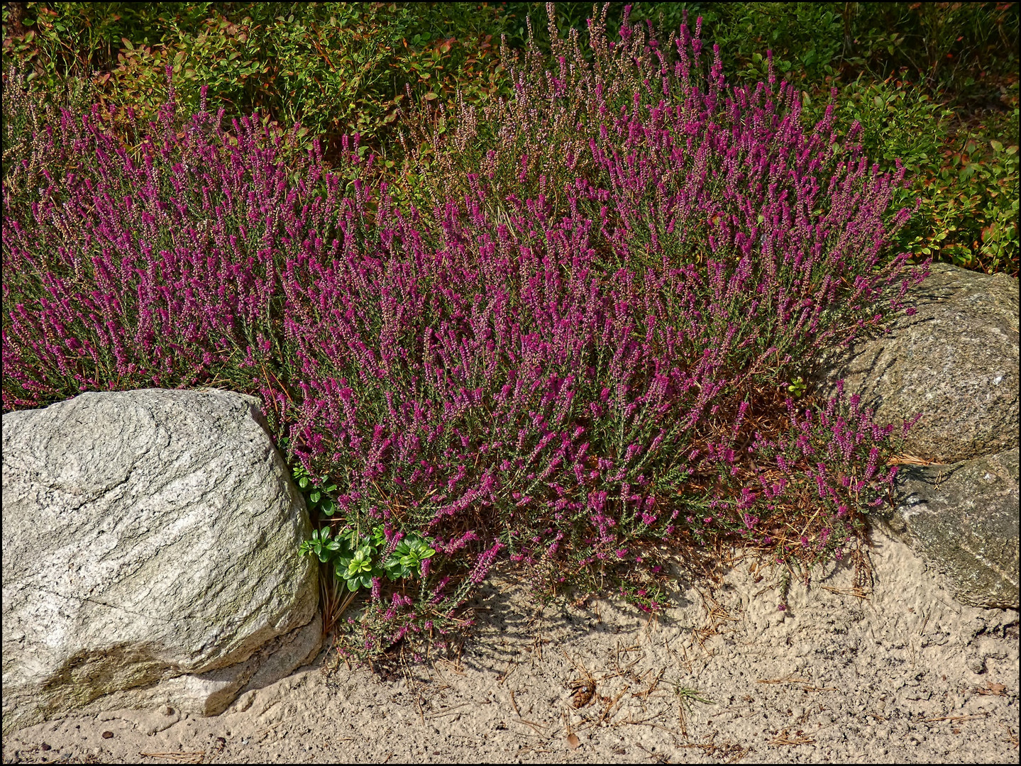 Etwas Heide blüht im Rombergpark