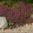 Etwas Heide blüht im Rombergpark