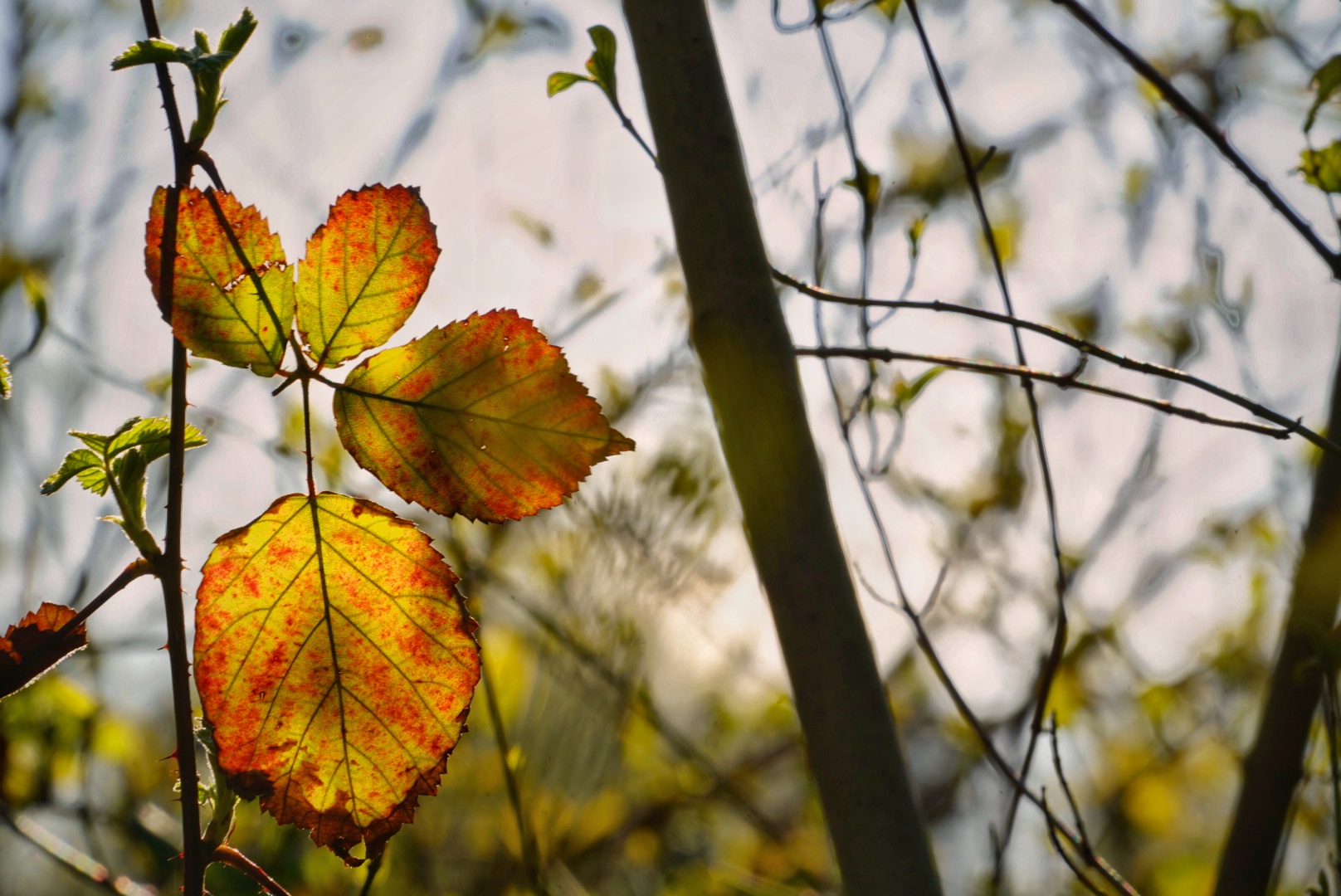 Etwas Herbst im Frühling :) 