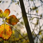 Etwas Herbst im Frühling :) 