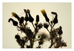 ...etwas herbstlicher
