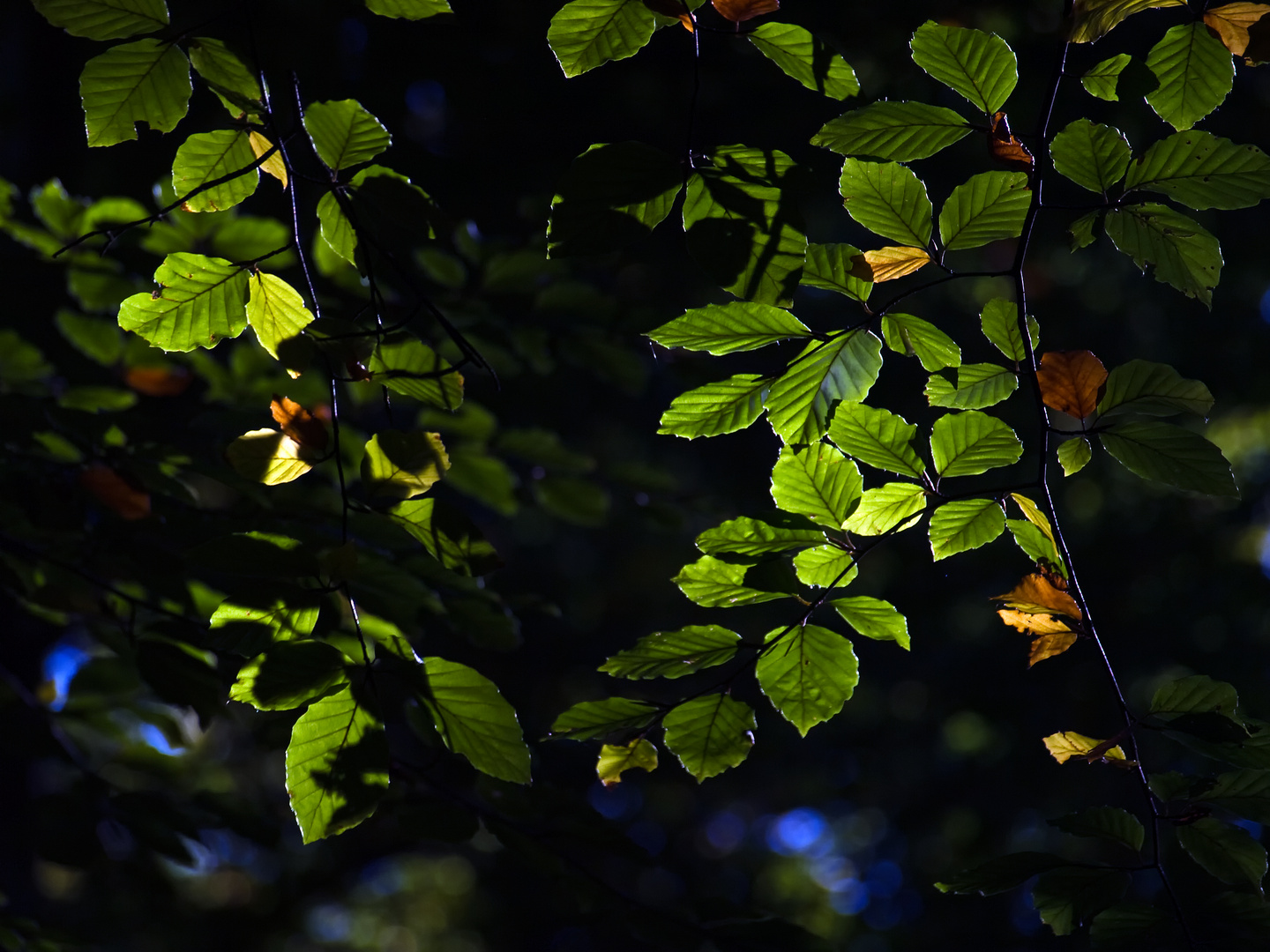 Etwas herbstliches Buchenlaub