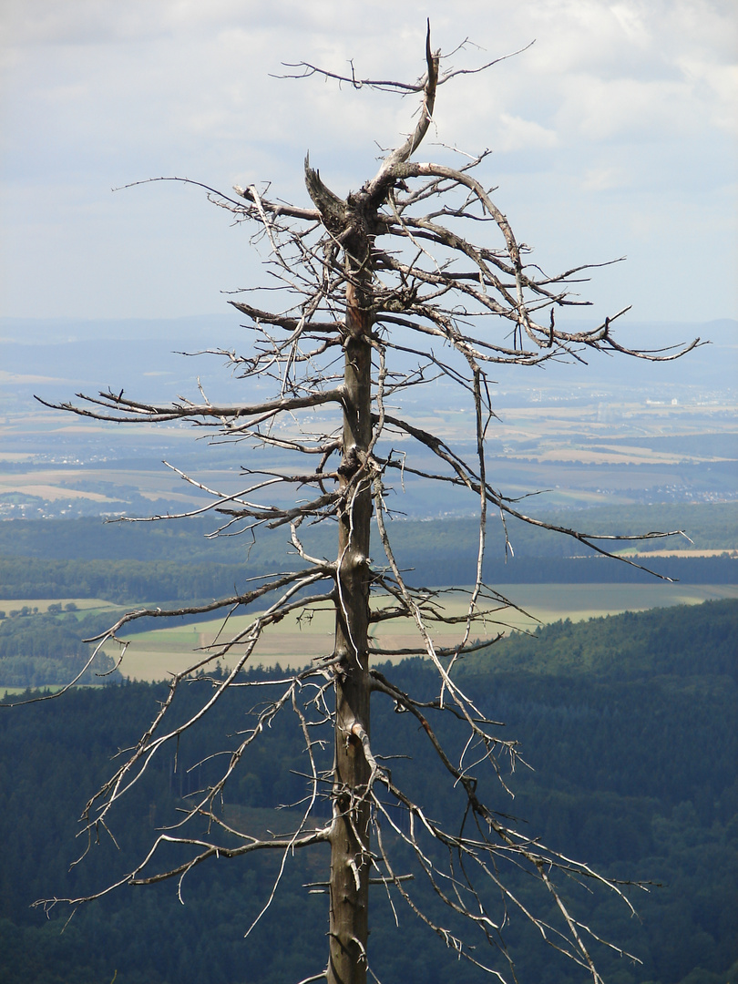 Etwas kahl. Feldberg Taunus