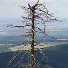 Etwas kahl. Feldberg Taunus