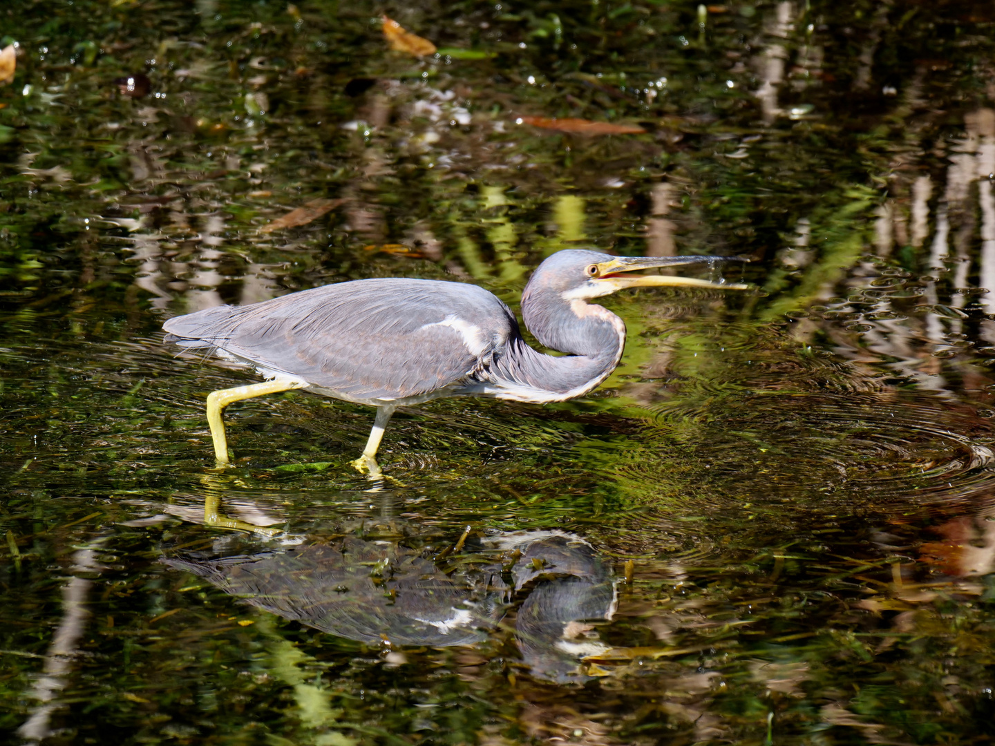 Etwas klebrig der Fisch 