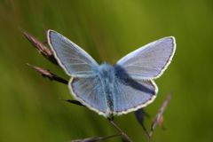 etwas kleines in blau