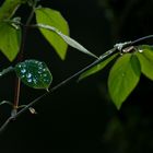 etwas Licht im Dunkel