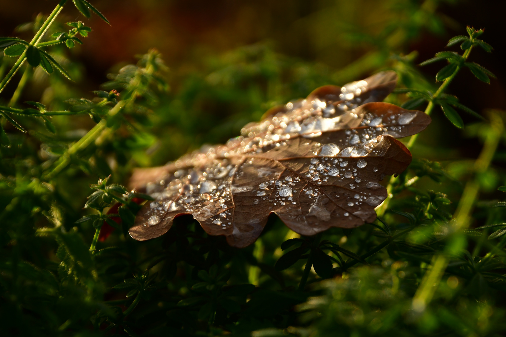 Etwas Licht im Winter Foto & Bild | winter, natur ...