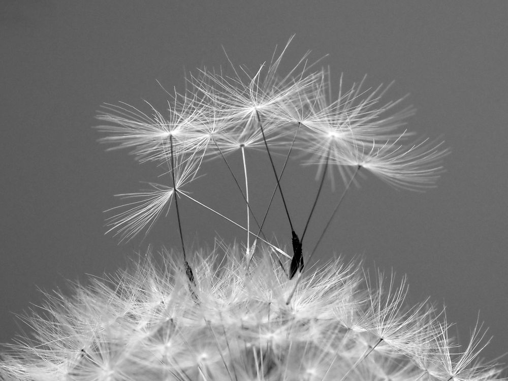 etwas luftig, duftiges.... Foto &amp; Bild | schwarz weiss, motive, natur ...