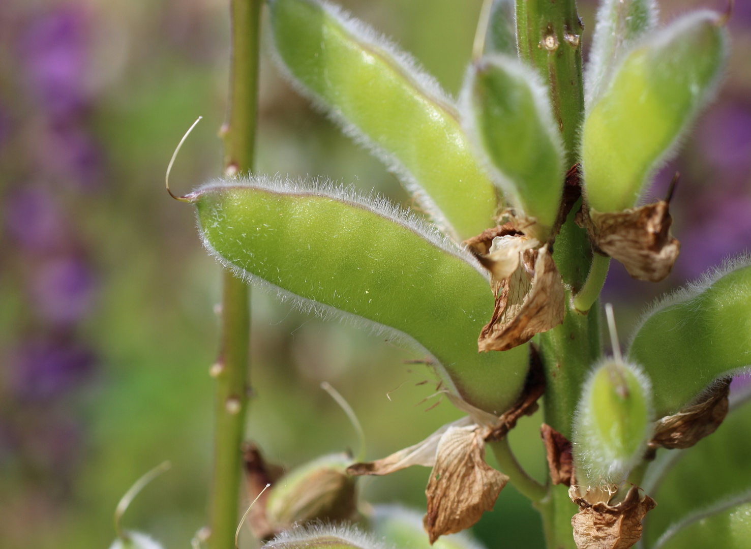 Etwas Lupine 