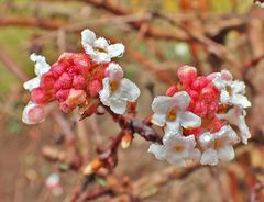 Etwas mehr Blüten sind auf...