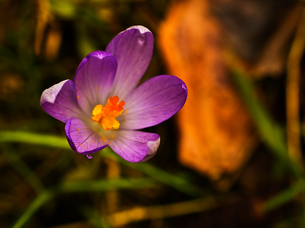 Etwas mehr vom Frühling