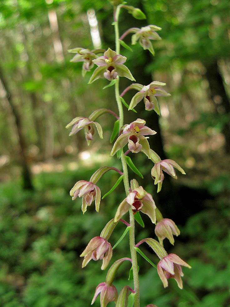 etwas mehr von der Orchidee