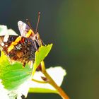 Etwas mitgenommener Admiral in der Herbstsonne 