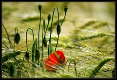 Etwas Mohn im Gerstenfeld