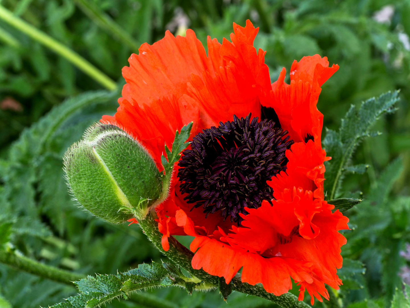 Etwas Mohn zum Mittwoch