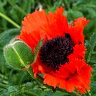 Etwas Mohn zum Mittwoch