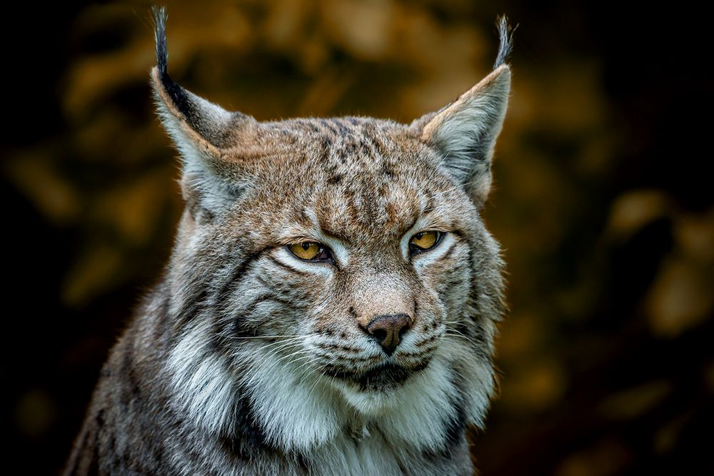 Etwas mürrisch der Luchs