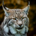 Etwas mürrisch der Luchs