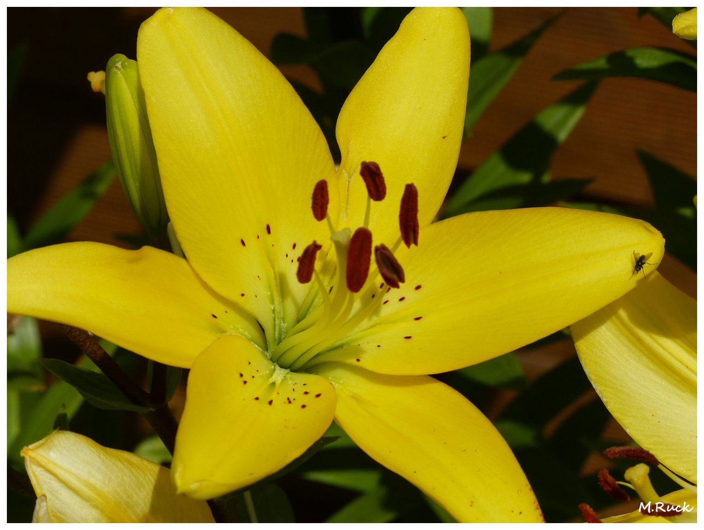 Etwas näher an der Lilien Blüte , Foto & Bild pflanzen, pilze