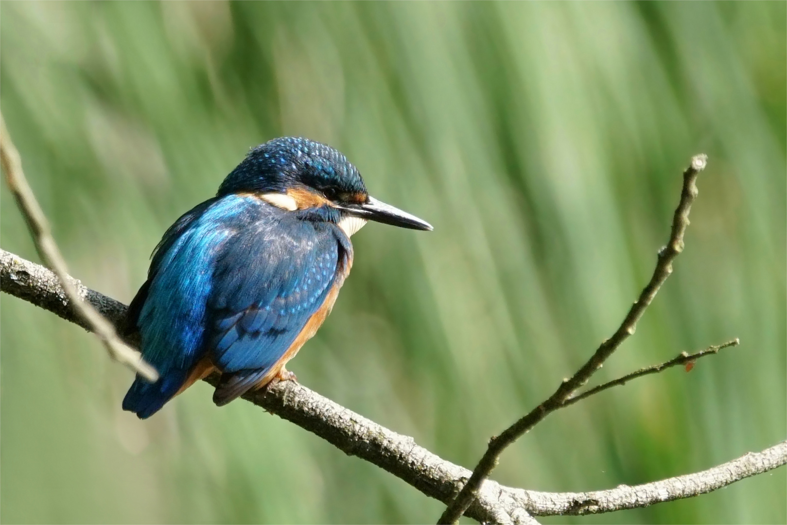 Etwas nähere Begegnung mit dem Eisvogel