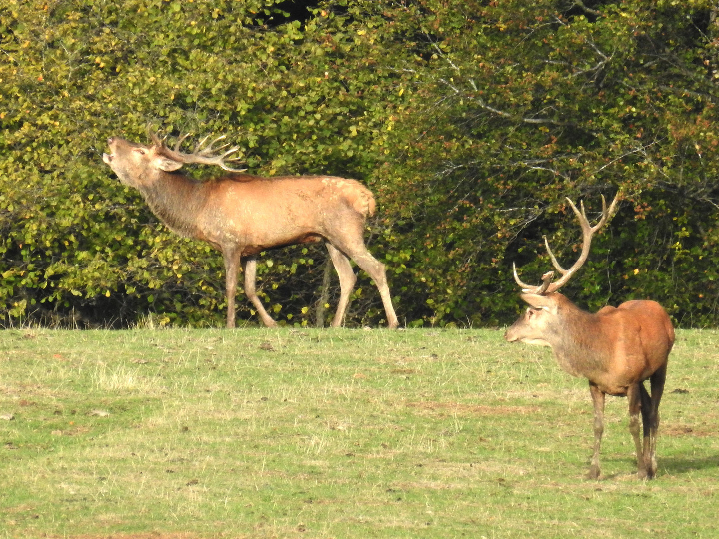 Etwas neidisch schaut der Hirsch mit der abgebrochene Stange