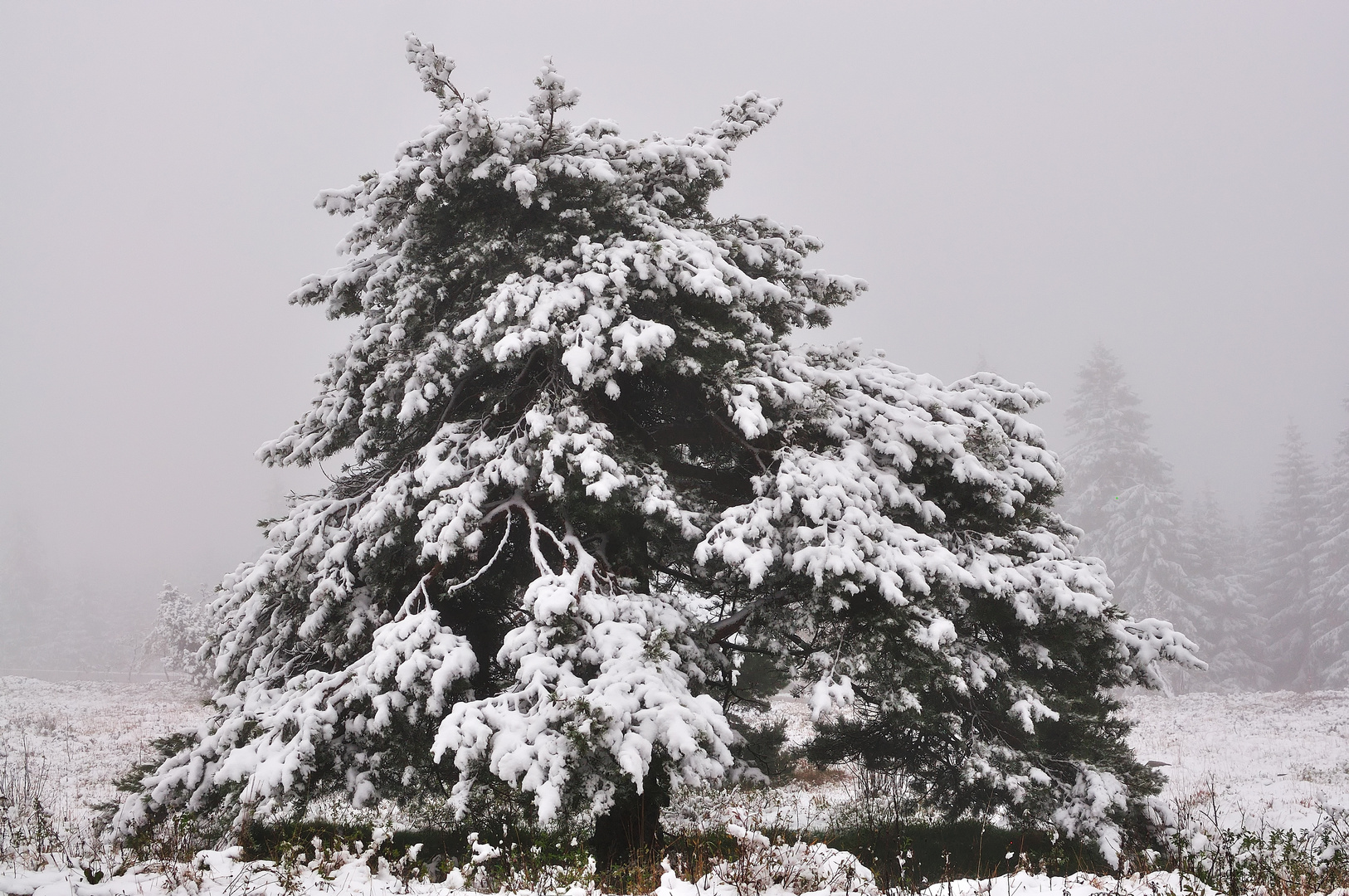 etwas Neuschnee gefällig?