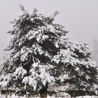 etwas Neuschnee gefällig?