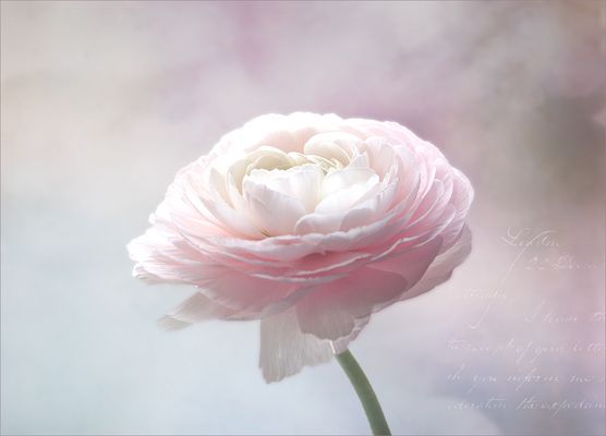 Etwas Pastelliges zum Sonntag...