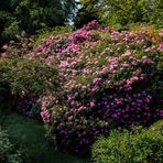 etwas rhododendron ...