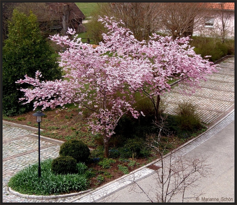 Etwas rosa Frühling...