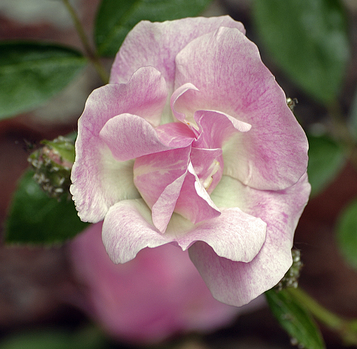 Etwas rosa gefällig?