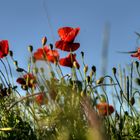 Etwas Rot im Blau