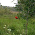 etwas rot im grün