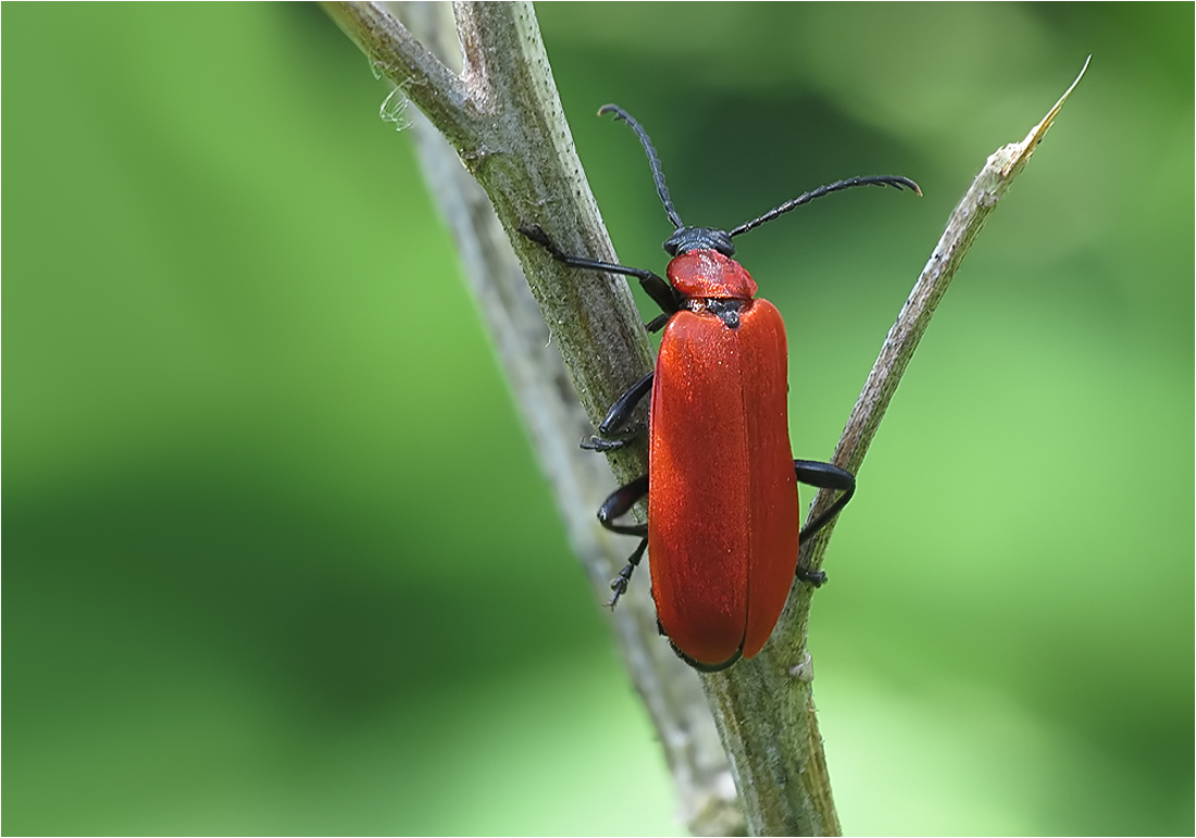  Etwas Rotes...