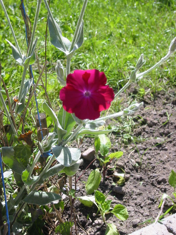 Etwas Rotes im Sonnenlicht...