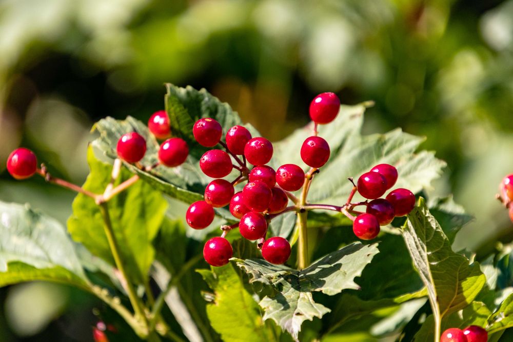 etwas rotes zum Dienstag