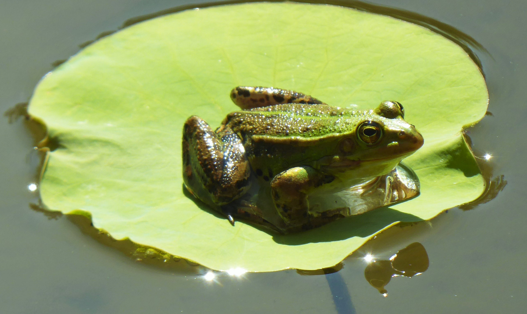 Etwas Ruhe braucht der Frosch