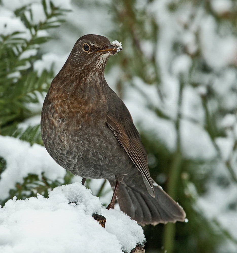 Etwas Schnee.